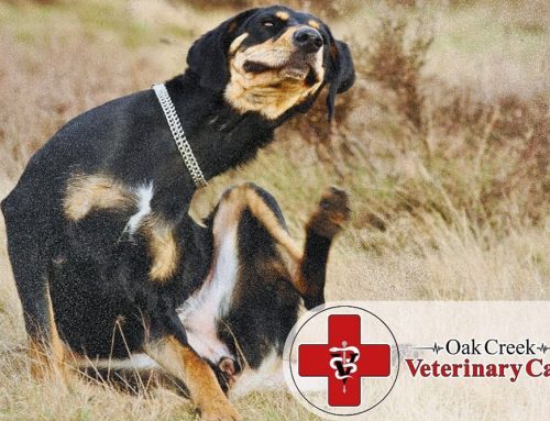 Why Is My Dog Itching? Signs of Pet Allergies Explained