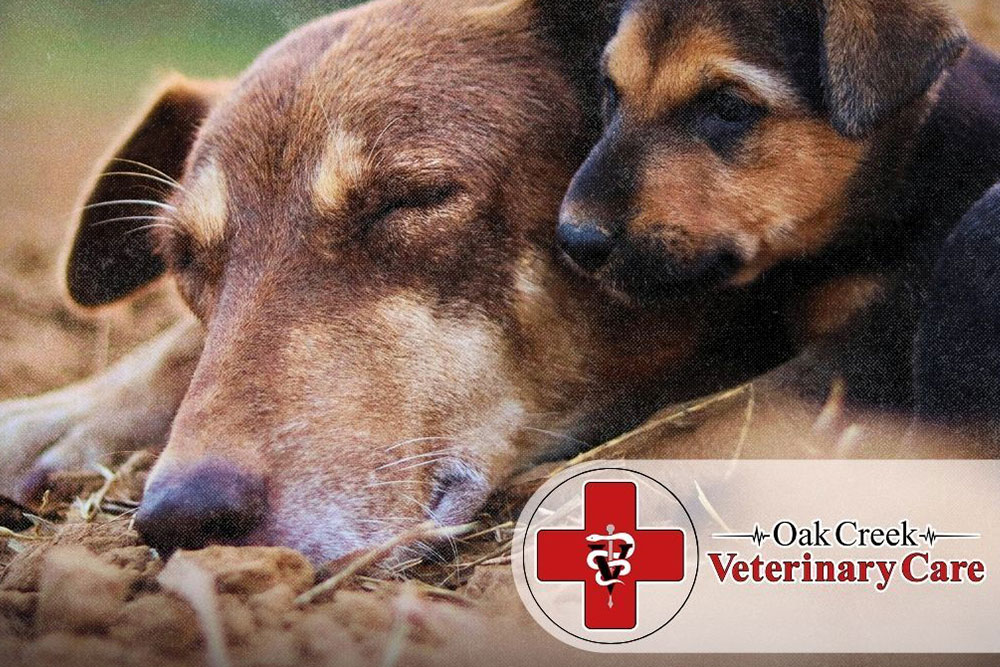Puppy leaning against a senior dog representing veterinary care across life stages.